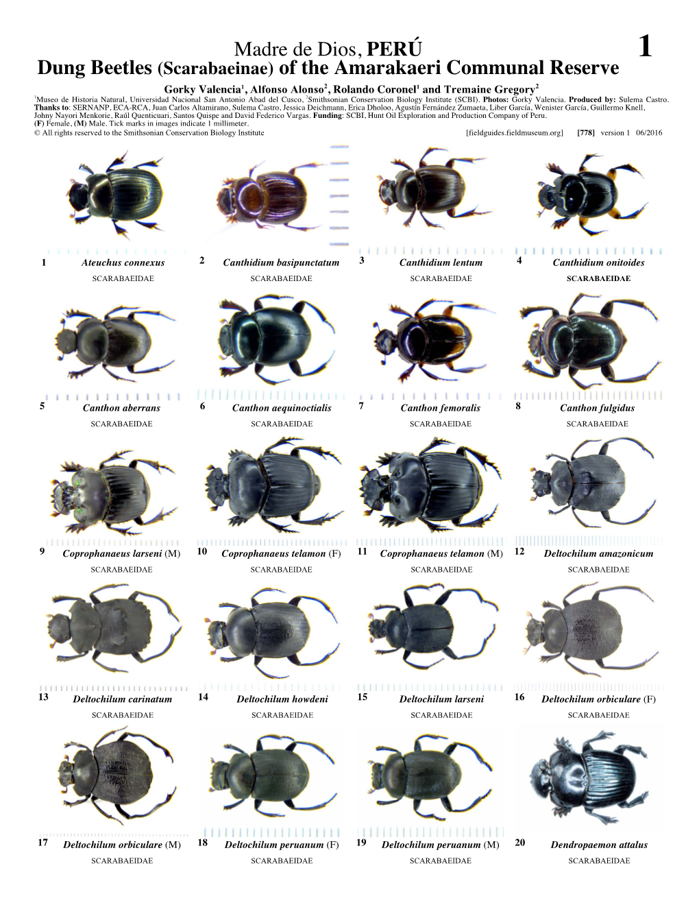 Madre De Dios, PERÚ Dung Beetles (Scarabaeinae) of the Amarakaeri