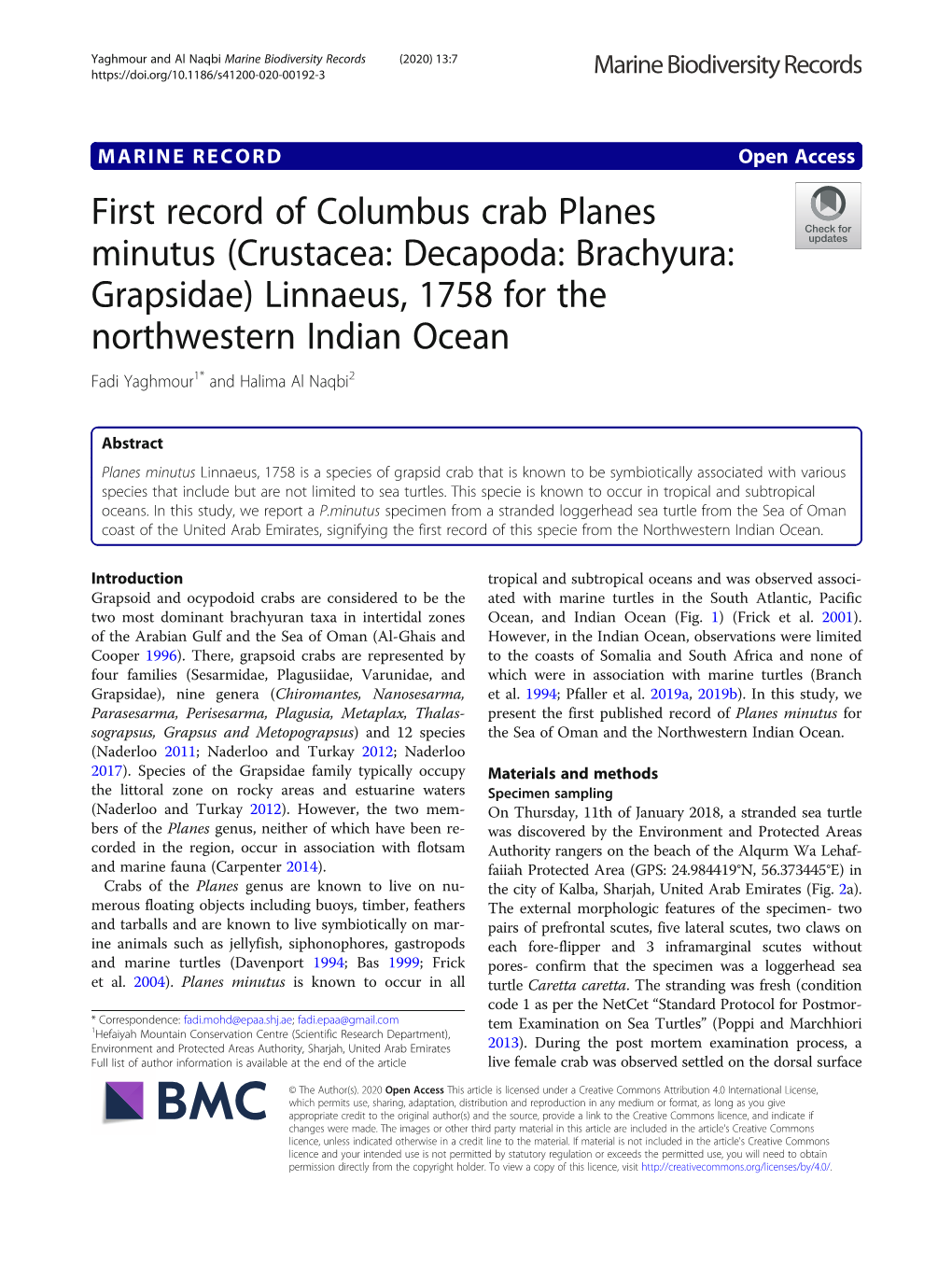 First Record of Columbus Crab Planes Minutus (Crustacea: Decapoda: Brachyura: Grapsidae) Linnaeus, 1758 for the Northwestern