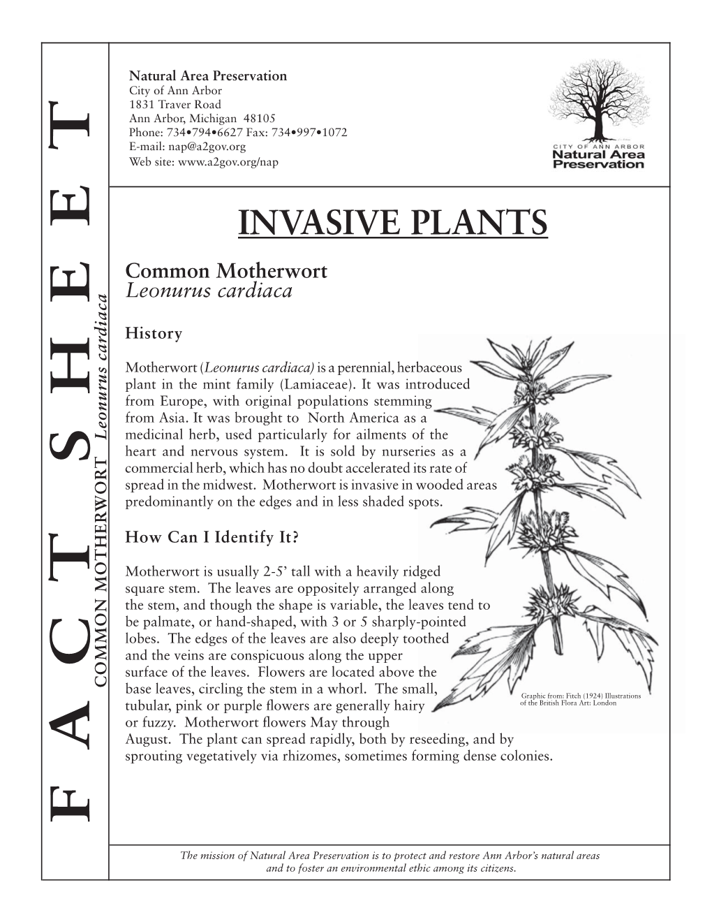 Common Motherwort Leonurus Cardiaca