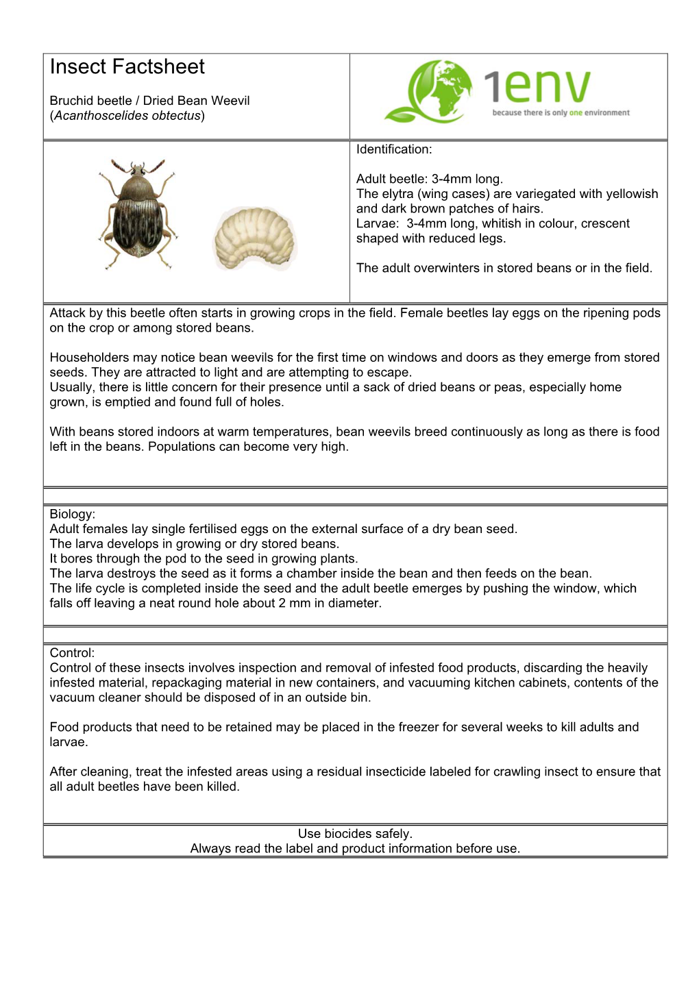 Dried Bean Weevil (Acanthoscelides Obtectus)