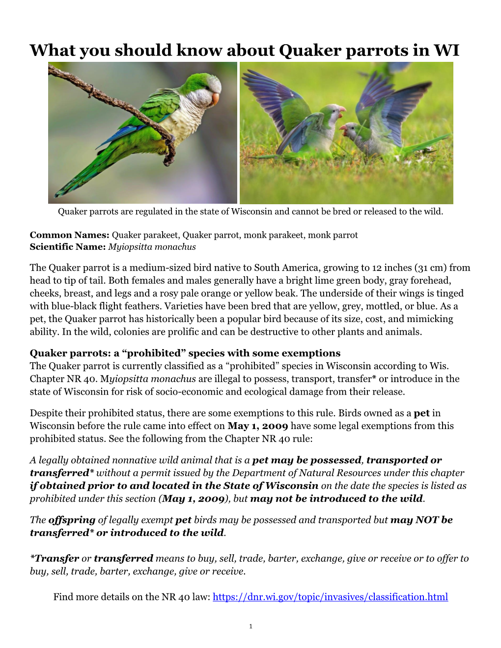 What You Should Know About Quaker Parrots in WI