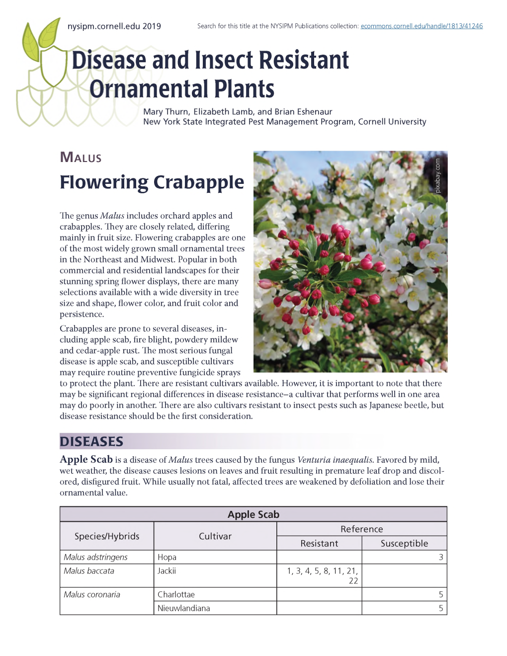 Malus Flowering Crabapple