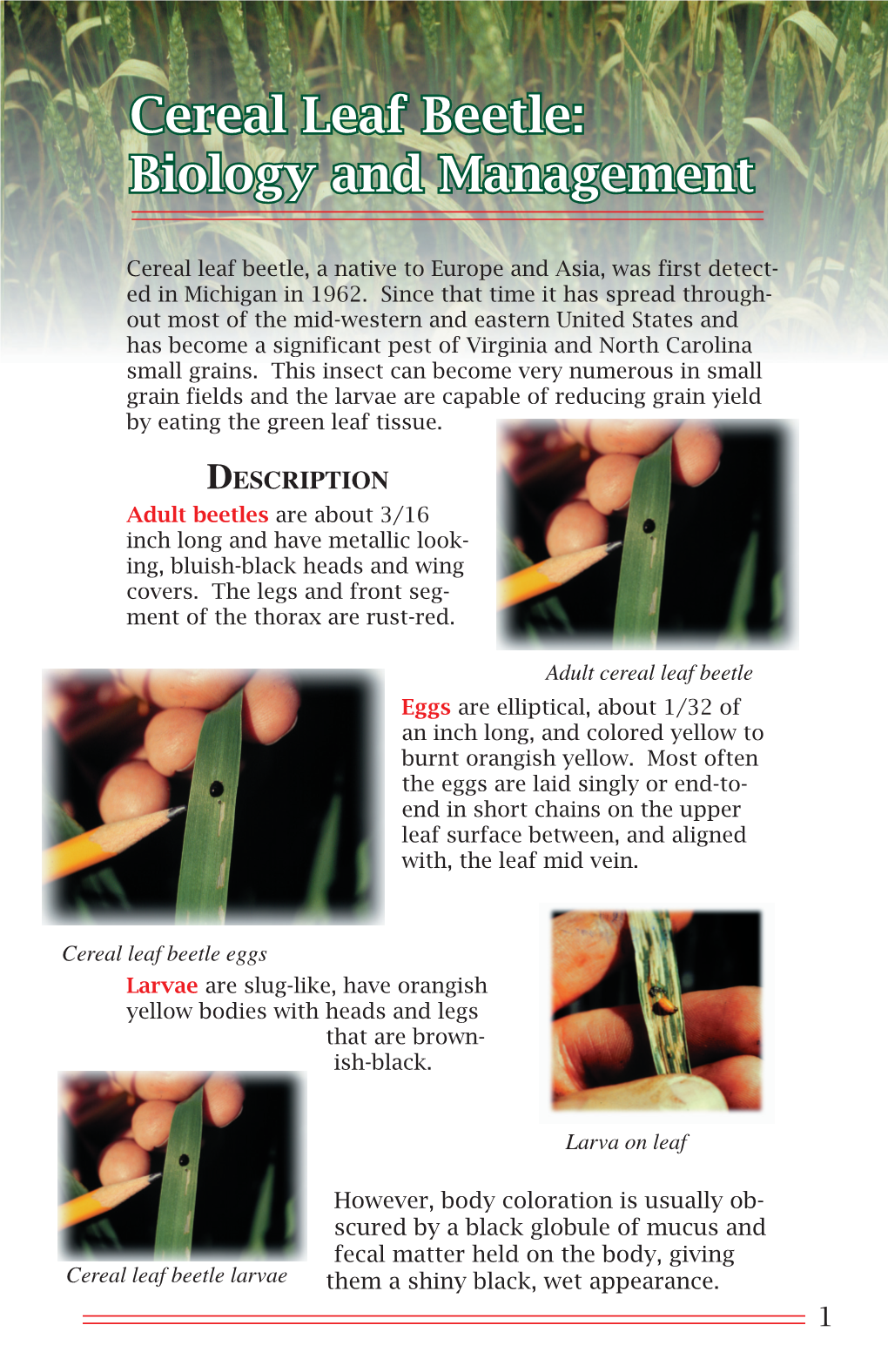 Cereal Leaf Beetle: Biology and Management