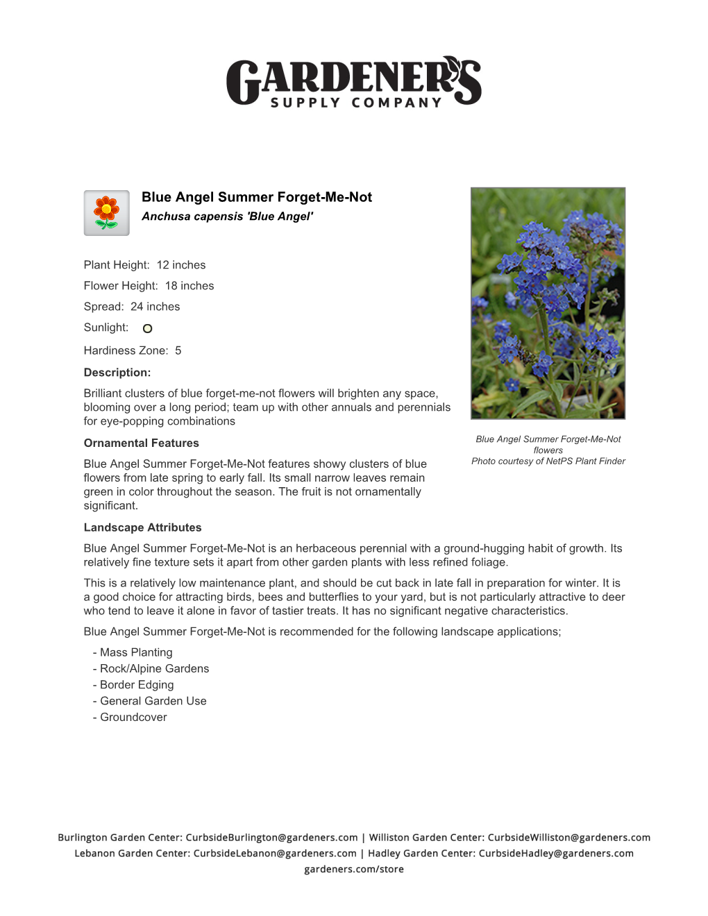 Gardener's Supply Company Blue Angel Summer Forget-Me-Not