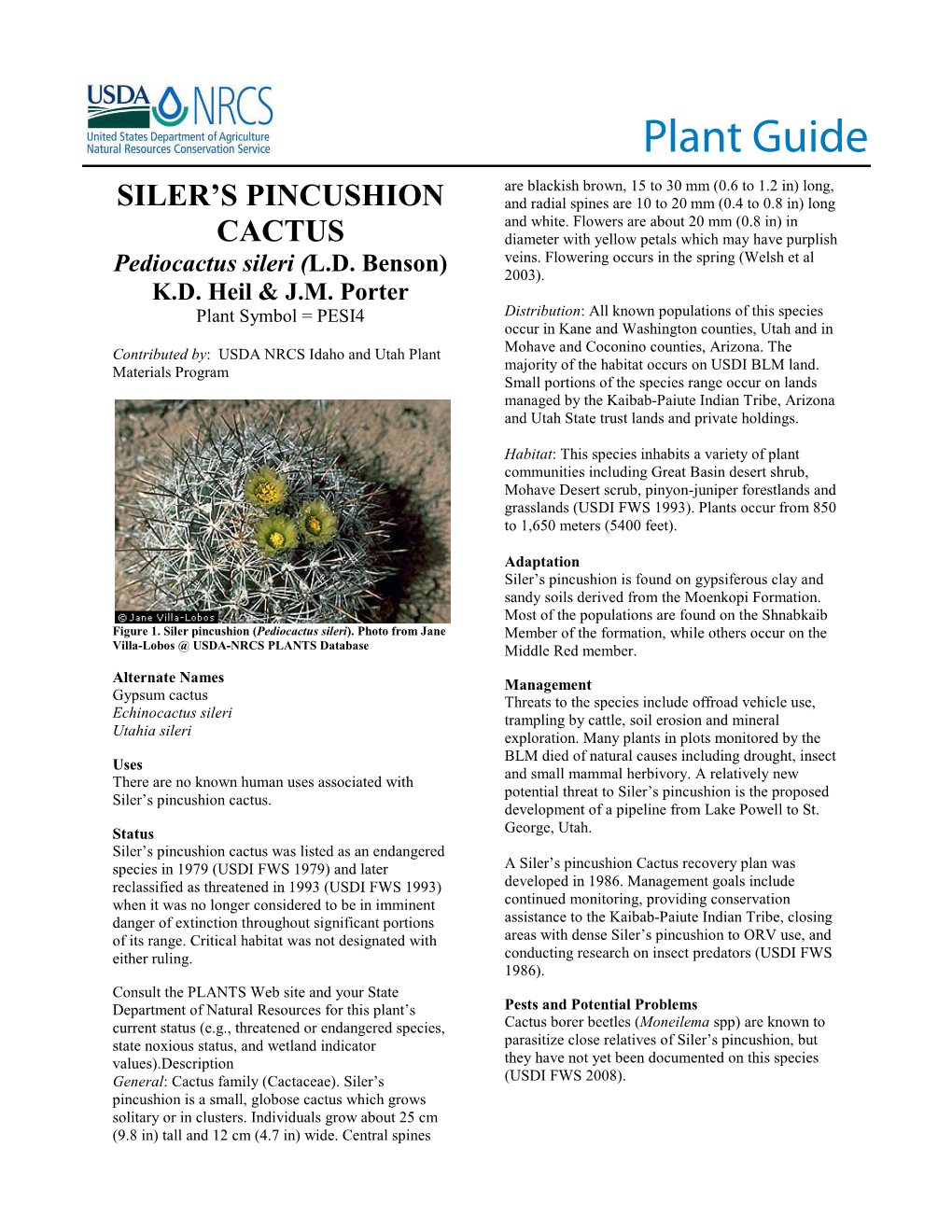 Plant Guide for Siler's Pincushion Cactus (Pediocactus Sileri)