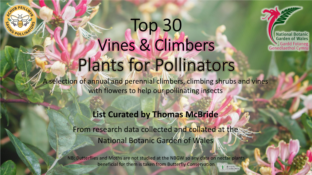 Top 30 Vines & Climbers for Pollinators