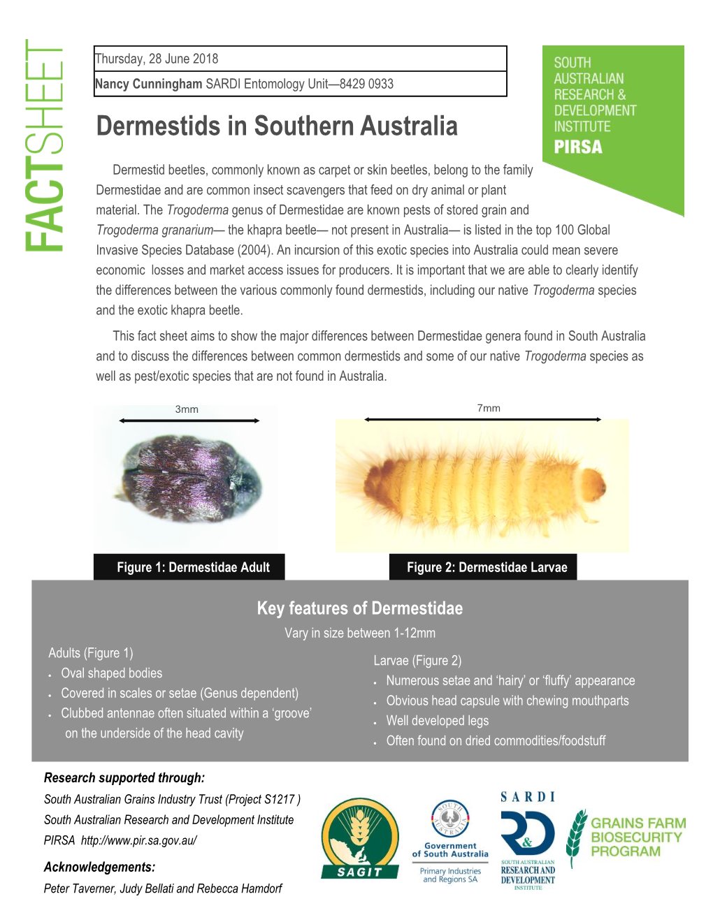 Dermestids in Southern Australia