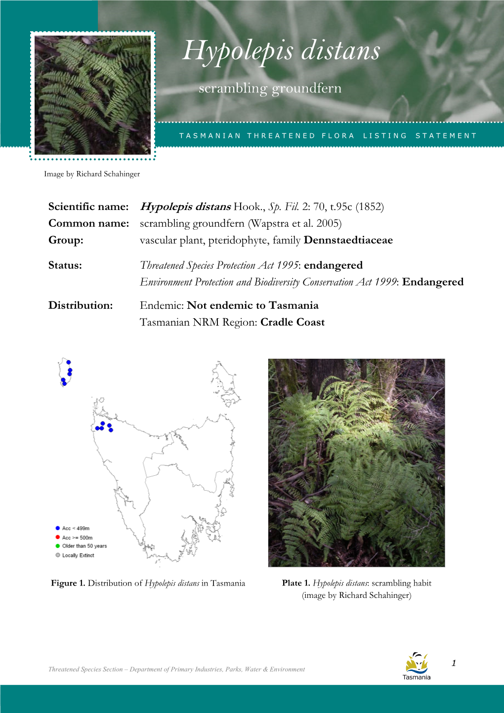 Hypolepis Distans (Scrambling Groundfern) Hypolepis Distans