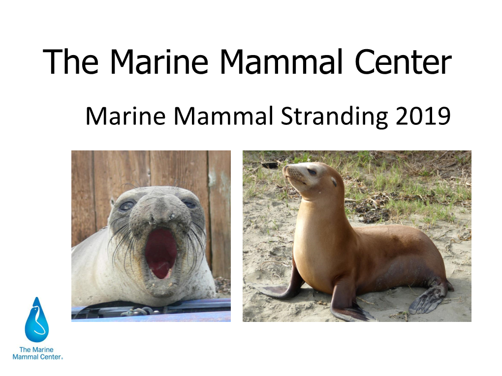 The Marine Mammal Center Marine Mammal Stranding 2019 Why Am I Here Today? What Do We Want to Accomplish Today?