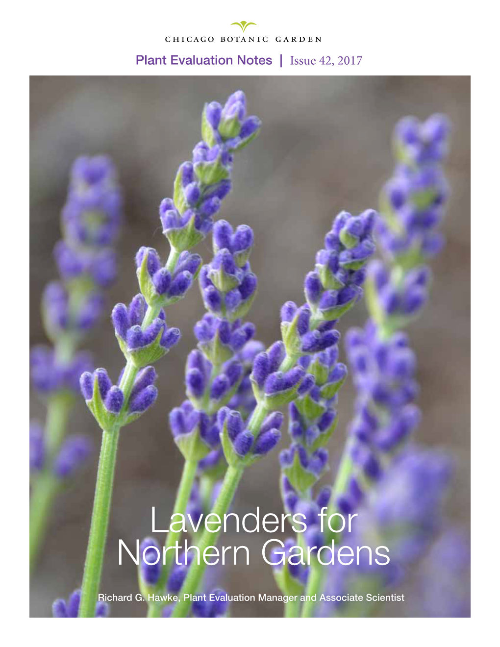 Lavenders for Northern Gardens