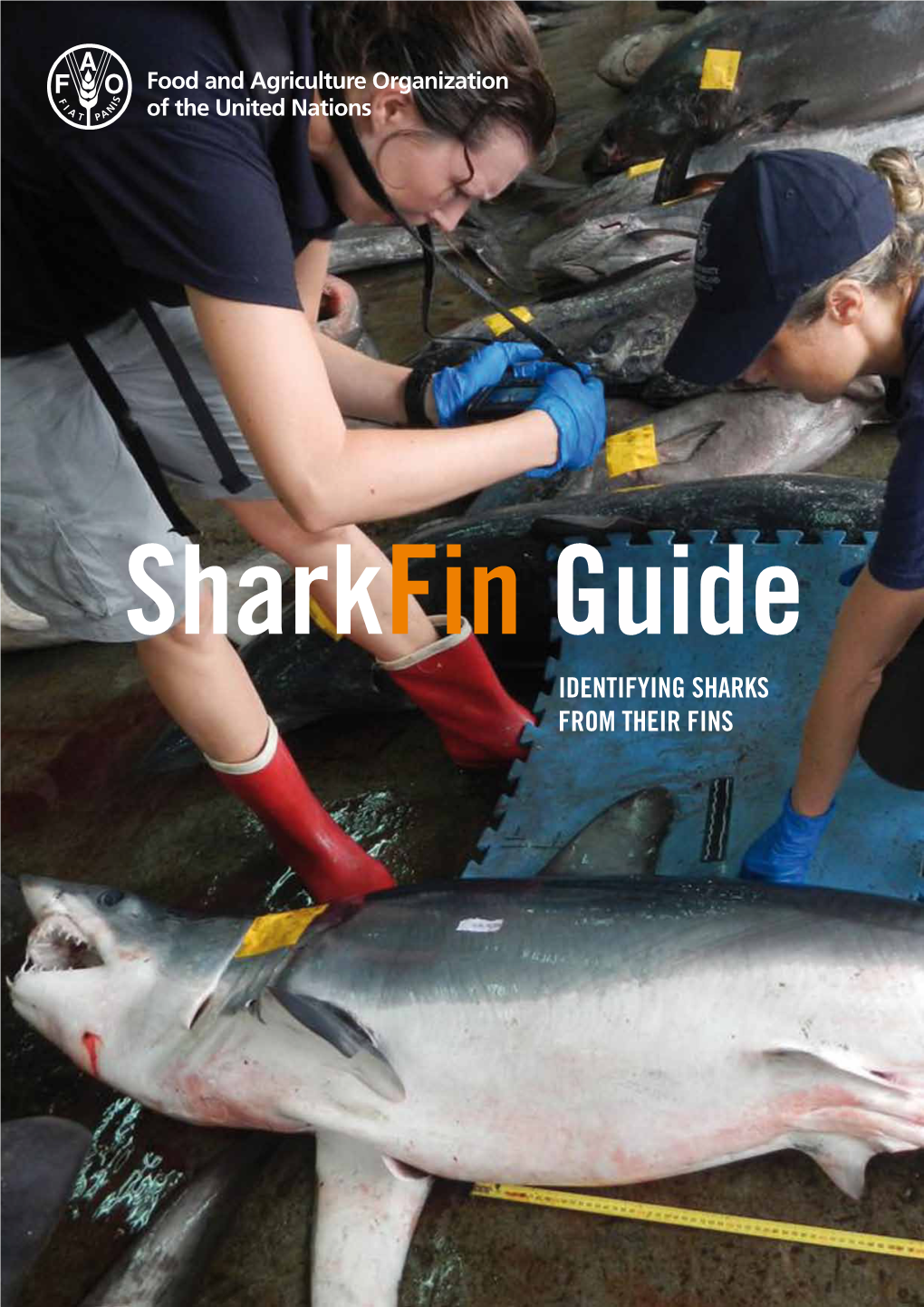 Sharkfin Guide: Identifying Sharks for Their Fins