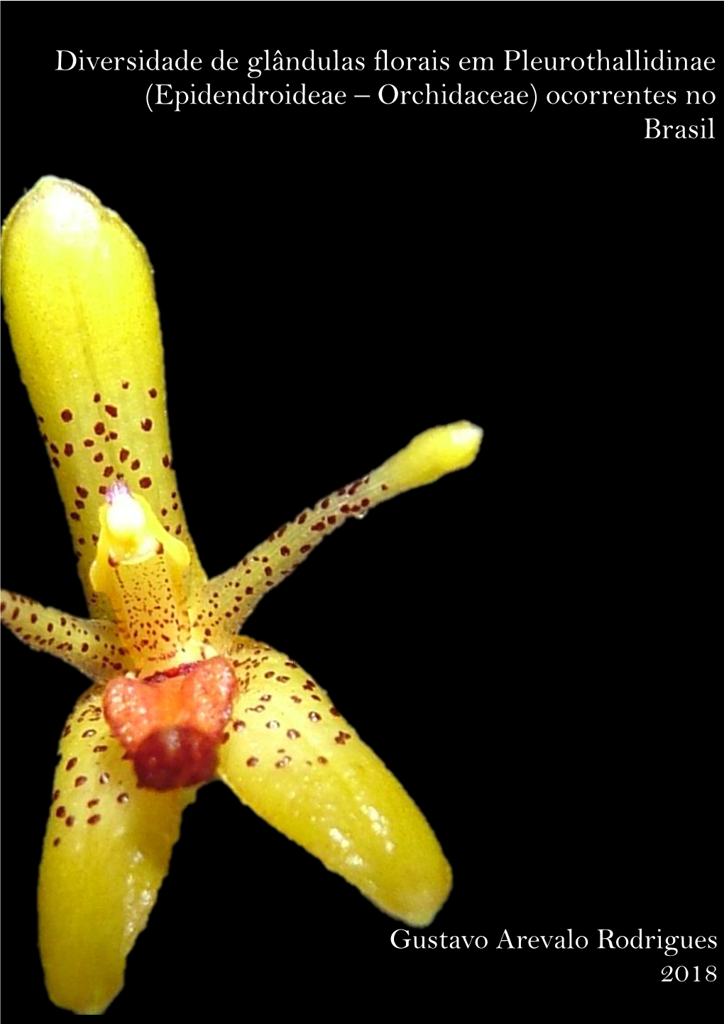 Diversidade De Glândulas Florais Em Pleurothallidinae (Epidendroideae – Orchidaceae) Ocorrentes No