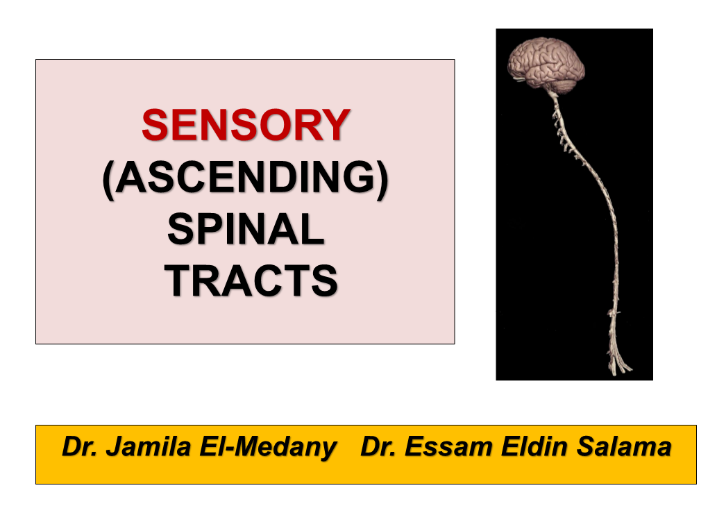 Sensory (Ascending) Spinal Tracts