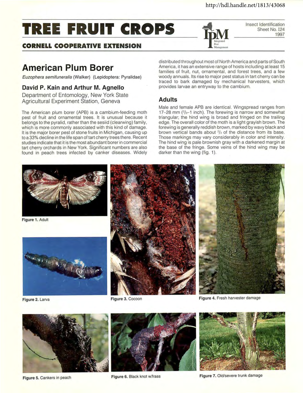 American Plum Borer Families of Fruit, Nut, Ornamental, and Forest Trees, and a Few Euzophera Semifuneralis (Walker) (Lepidoptera: Pyralidae) Woody Annuals