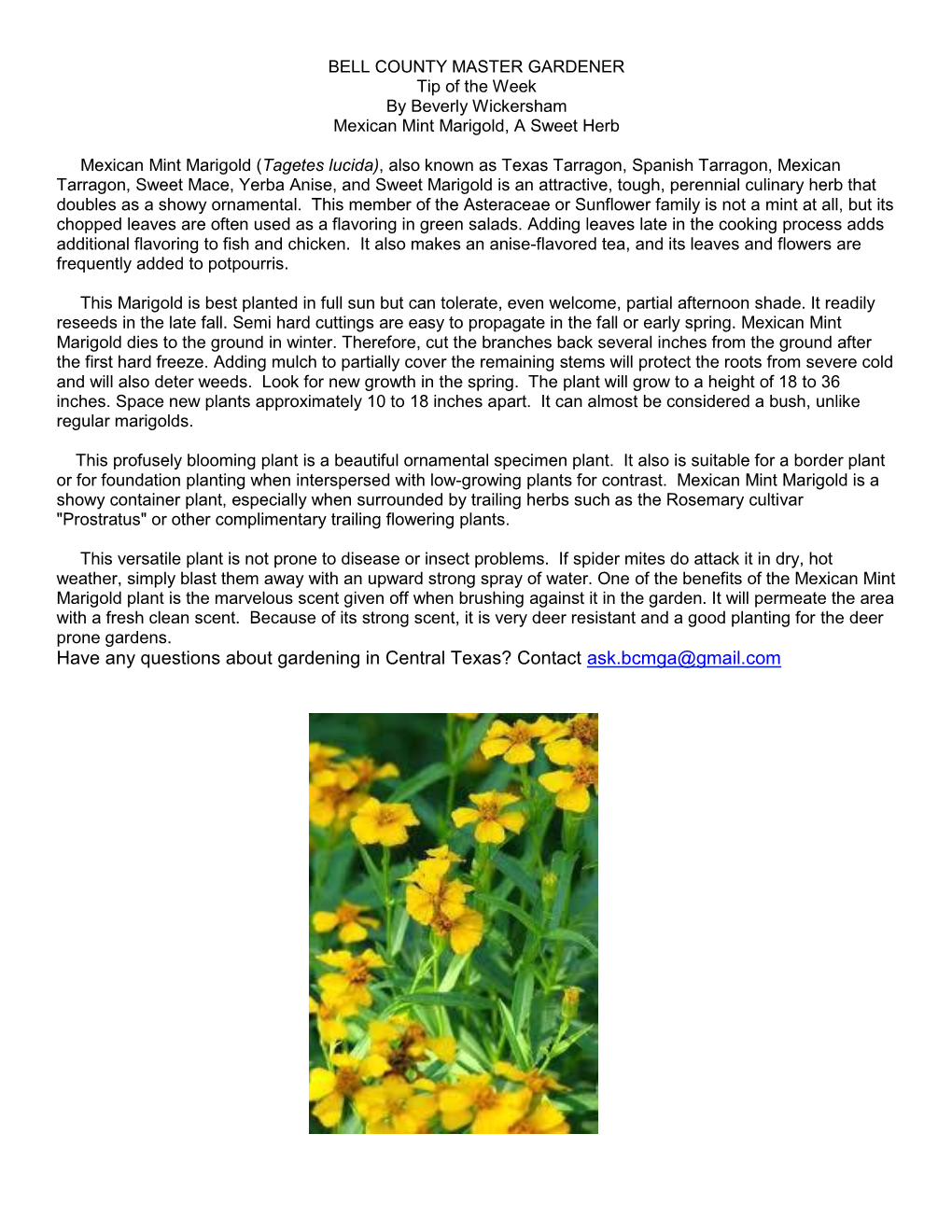 Mexican Mint Marigold.Pdf