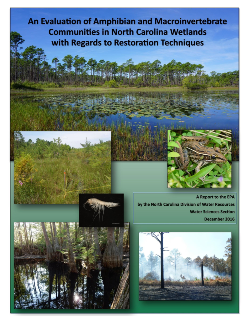An Evaluation of Amphibian and Macroinvertebrate Communities in North Carolina Wetlands with Regards to Restoration Techniques
