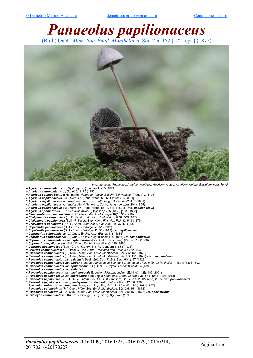 Panaeolus Papilionaceus Papilionaceus Panaeolus 20160109, 20160525, 20160729, 20170214, 20170214, 20160729, 20160525, 20160109