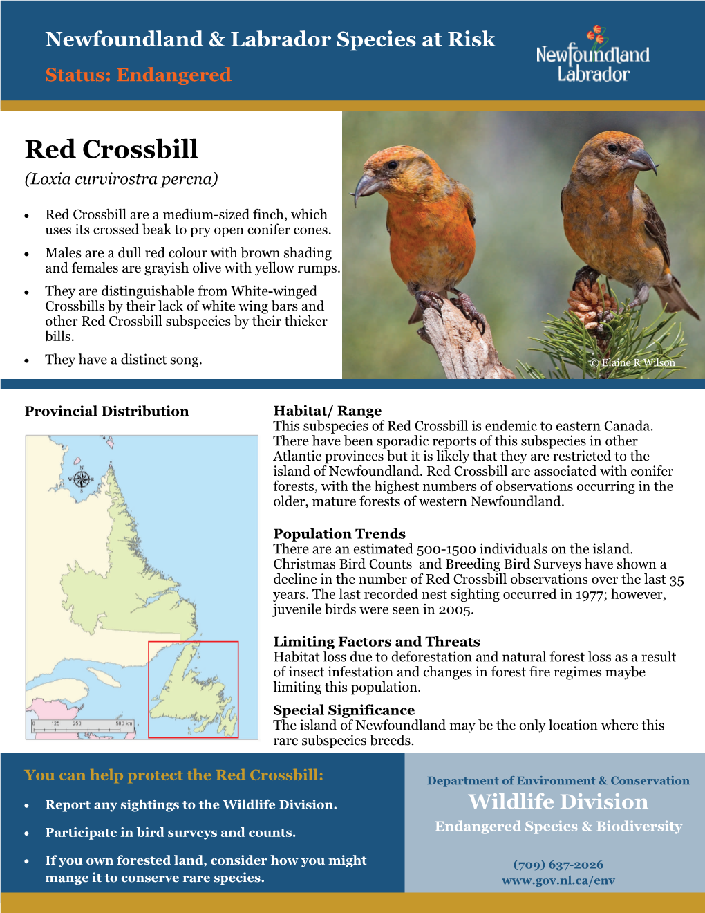 Red Crossbill (Loxia Curvirostra Percna)