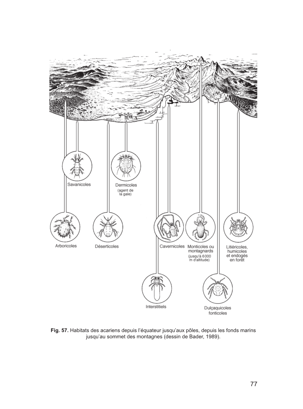 Fig. 57. Habitats Des Acariens Depuis L'équateur Jusqu'aux Pôles, Depuis