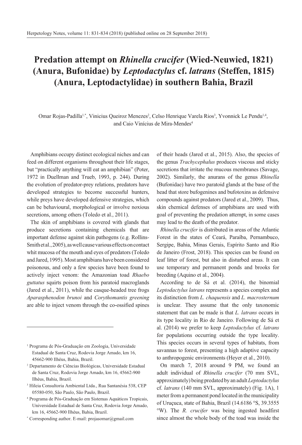 Predation Attempt on Rhinella Crucifer (Wied-Neuwied, 1821) (Anura, Bufonidae) by Leptodactylus Cf