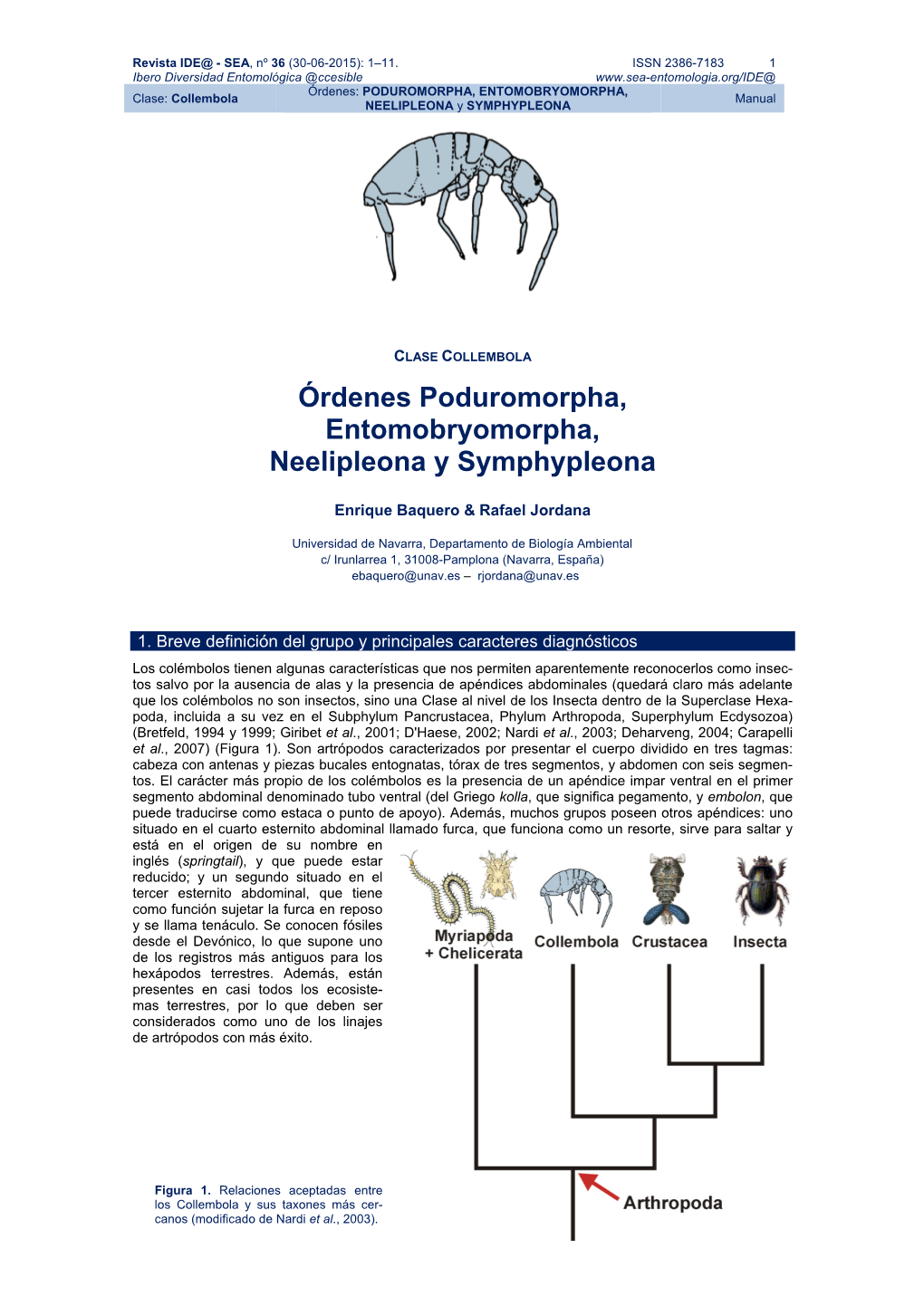 Órdenes Poduromorpha, Entomobryomorpha, Neelipleona Y Symphypleona