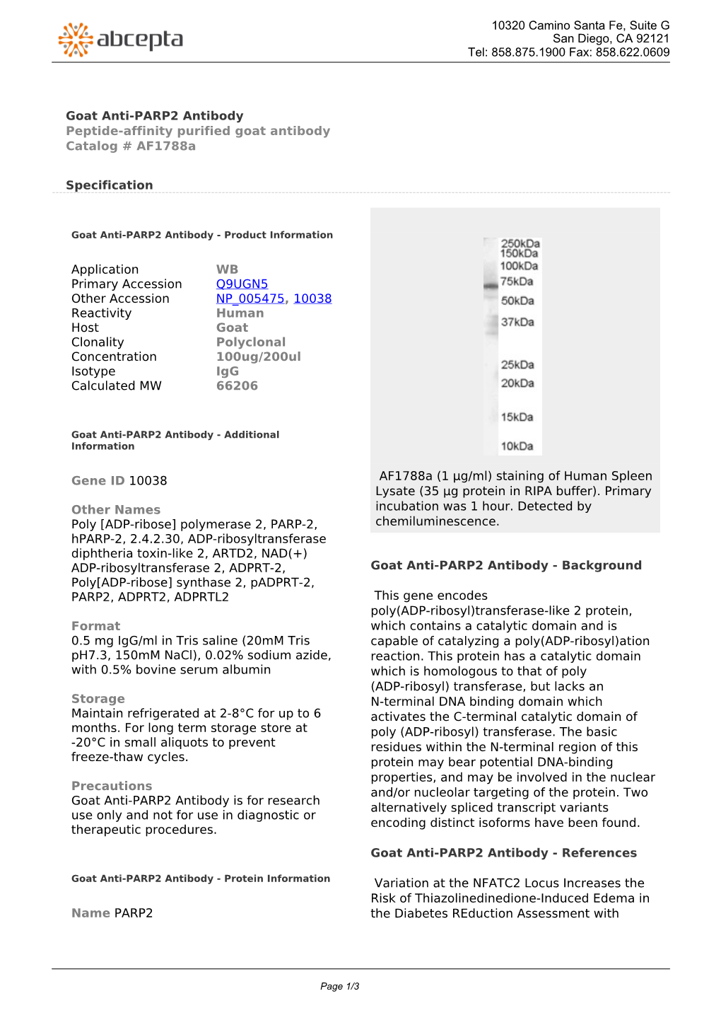 Goat Anti-PARP2 Antibody Peptide-Affinity Purified Goat Antibody Catalog # Af1788a