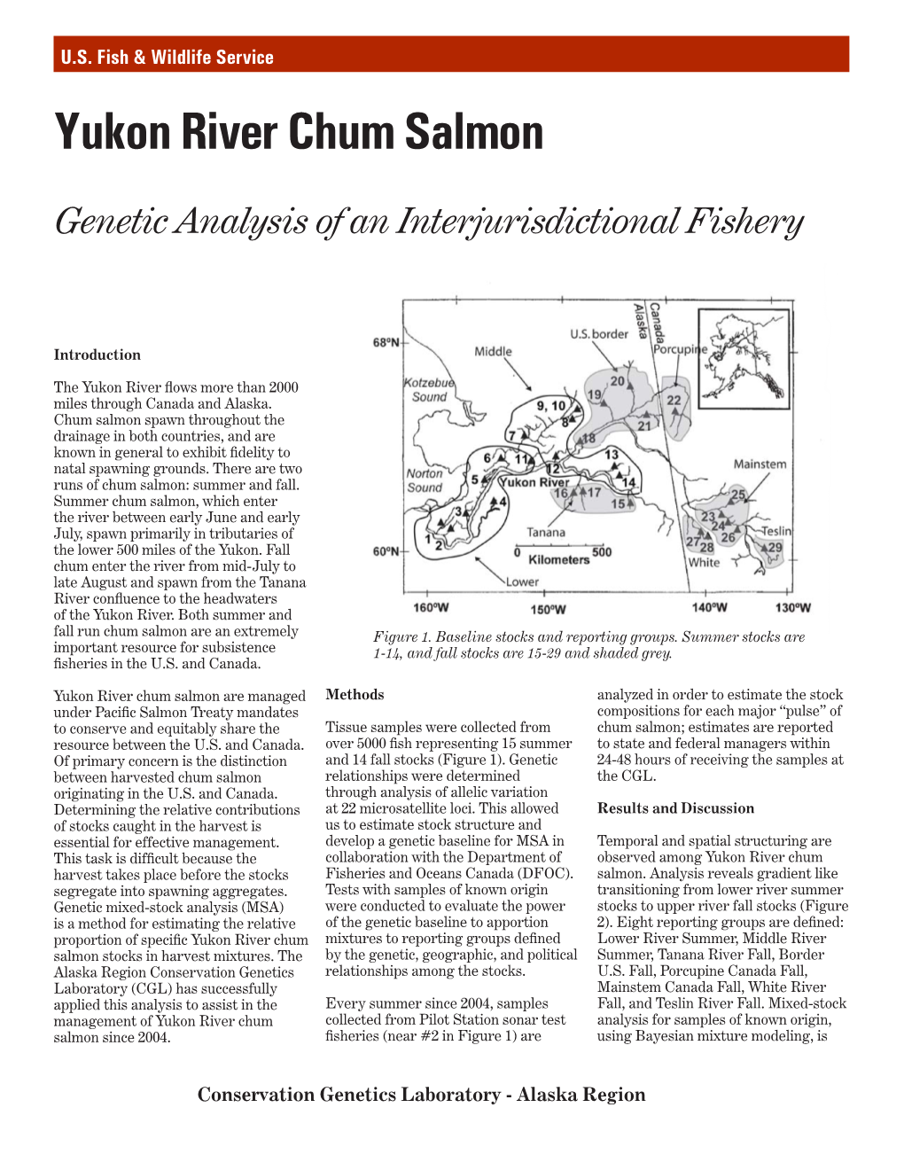 Yukon River Chum Salmon