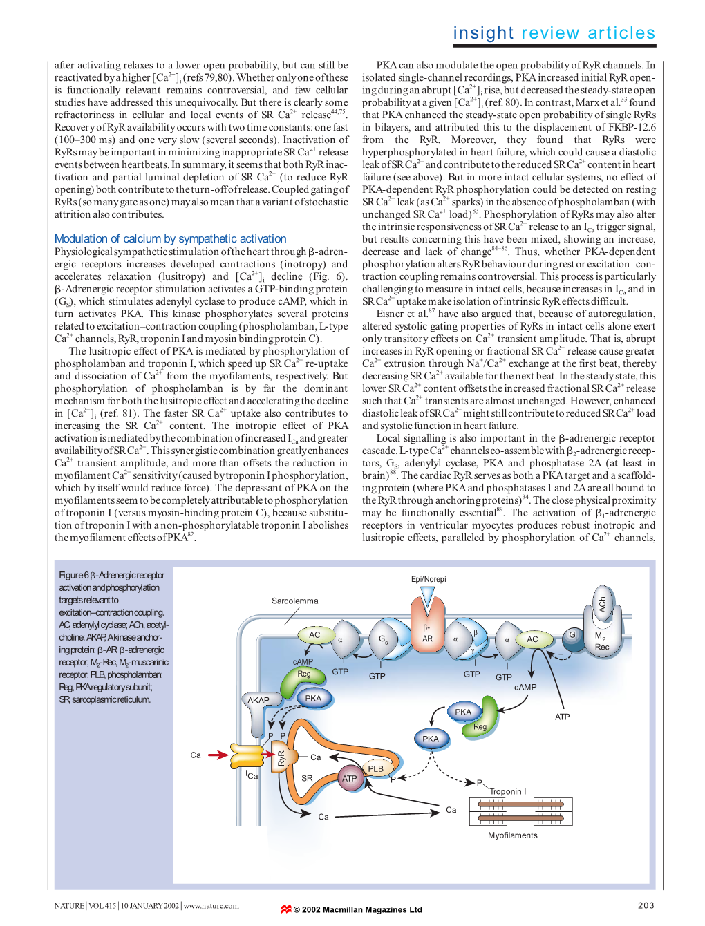 Modulation of Calcium by Sympathetic Activation