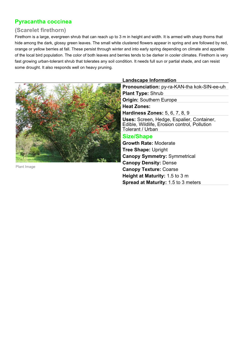 Pyracantha Coccinea (Scarelet Firethorn) Size/Shape