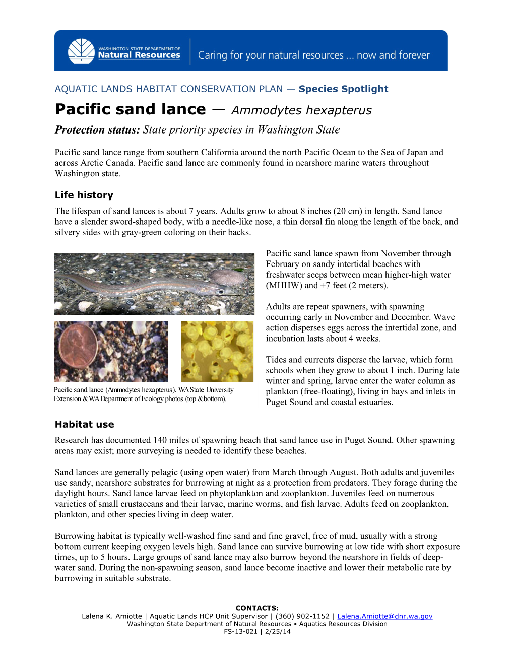 Pacific Sand Lance — Ammodytes Hexapterus Protection Status: State Priority Species in Washington State