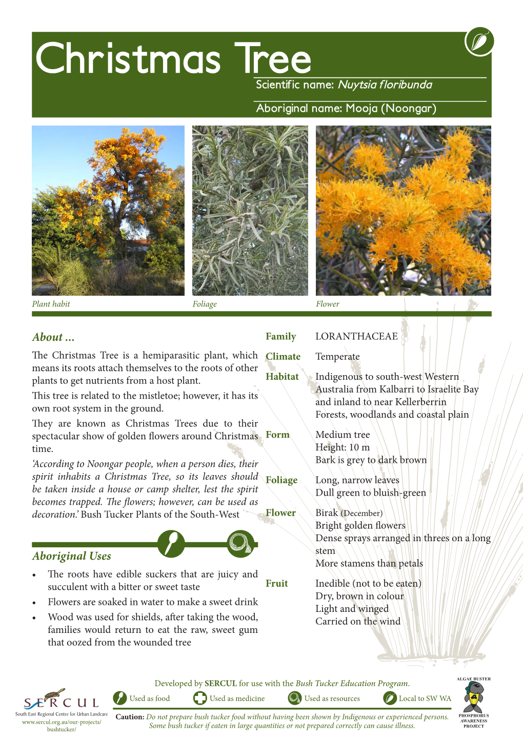 Christmas Tree Scientific Name: Nuytsia Floribunda