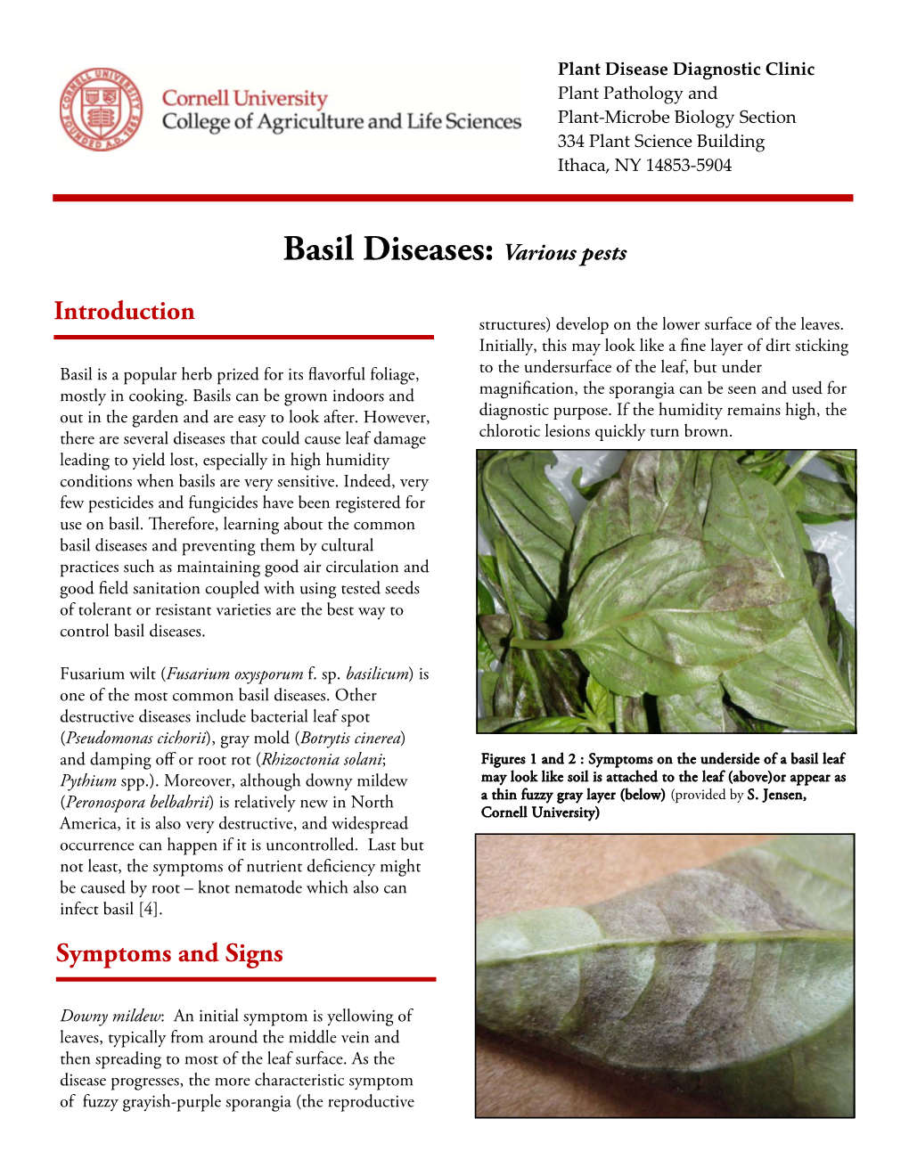 Basil Diseases: Various Pests