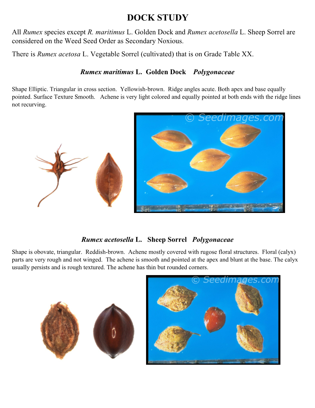 DOCK STUDY All Rumex Species Except R