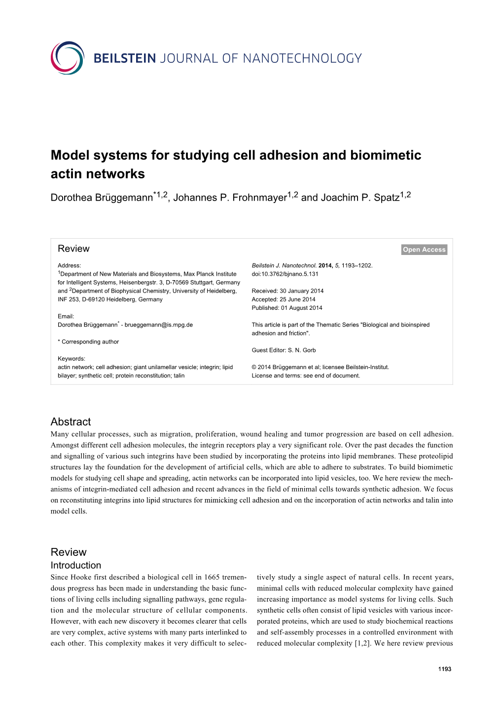 Model Systems for Studying Cell Adhesion and Biomimetic Actin Networks