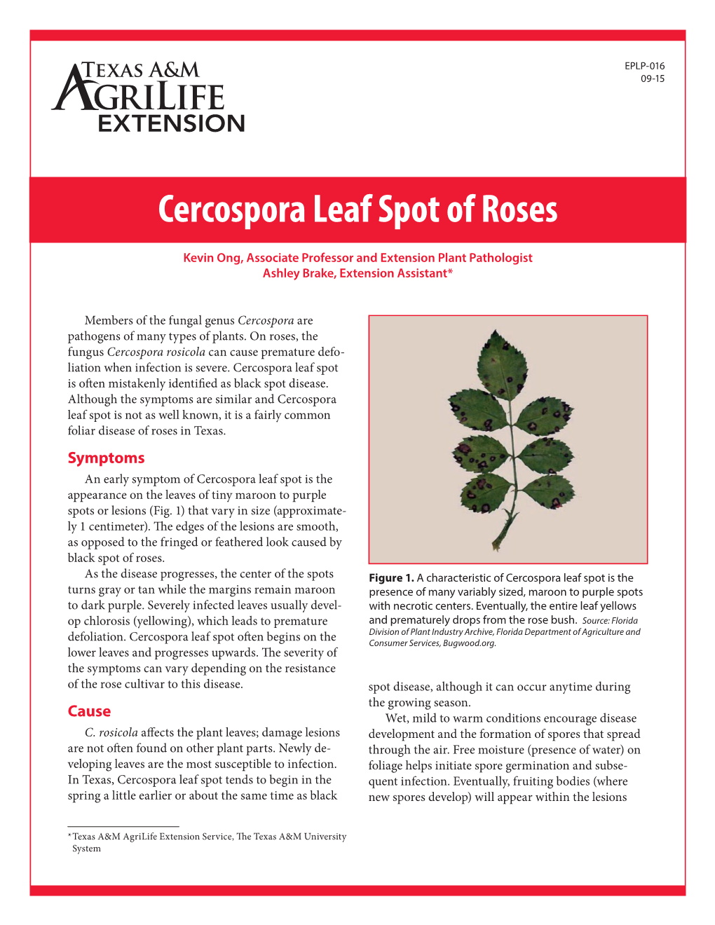 Cercospora Leaf Spot of Roses