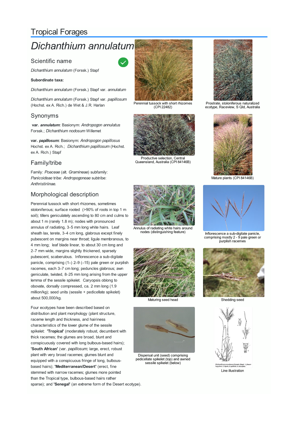 Dichanthium Annulatum Scientific Name  Dichanthium Annulatum (Forssk.) Stapf