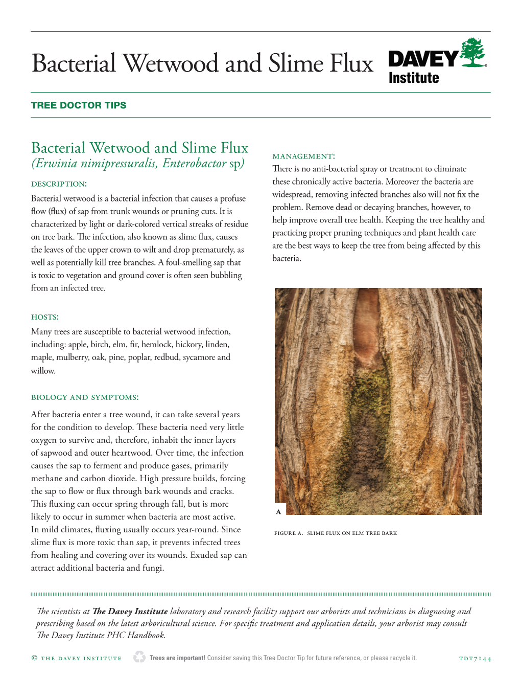 Bacterial Wetwood and Slime Flux