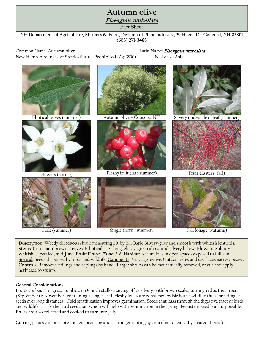 Autumn Olive Elaeagnusoriental Bittersweet Umbellata Control Guidelines Fact Sheet