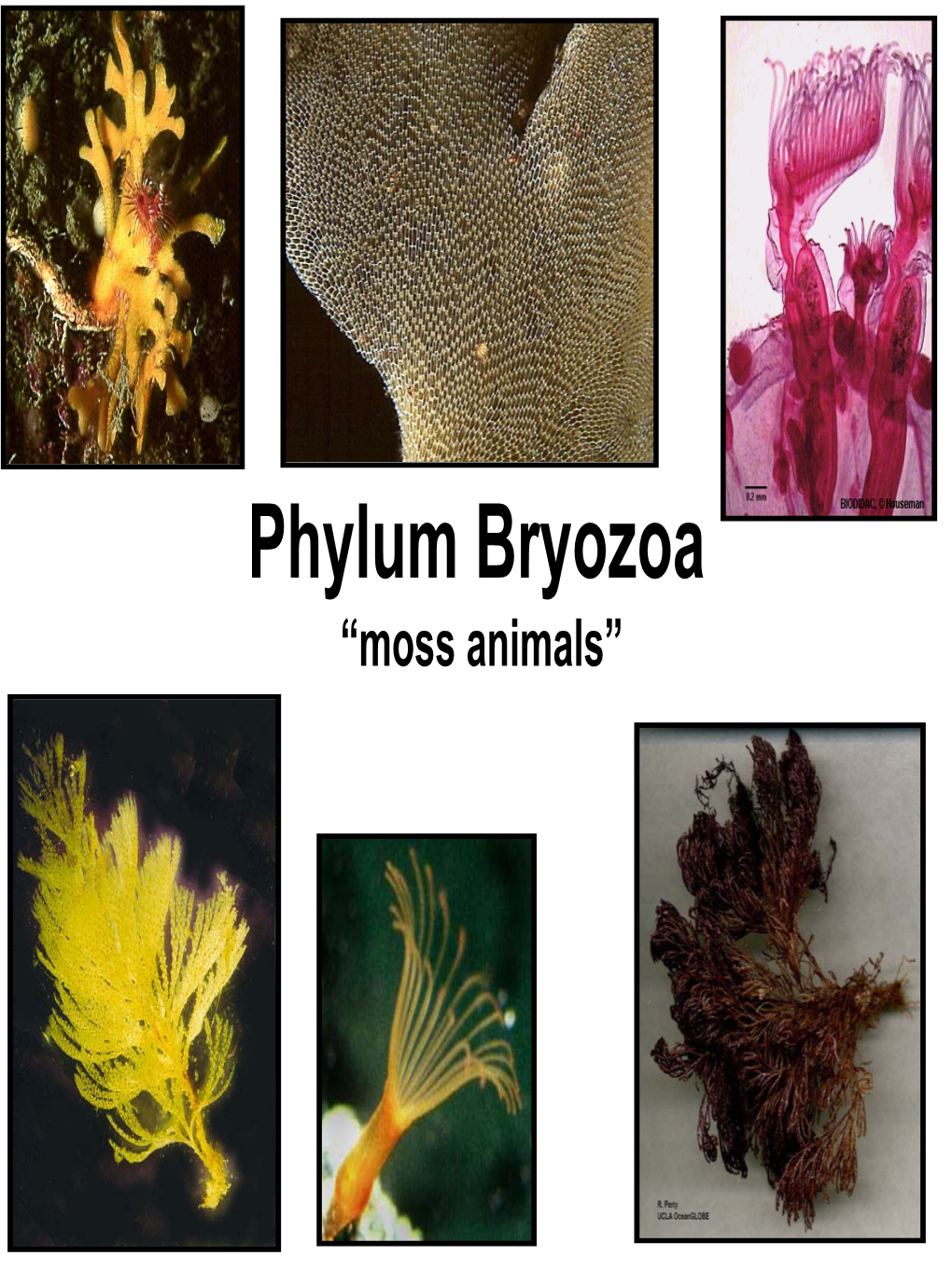 Phylum Mollusca