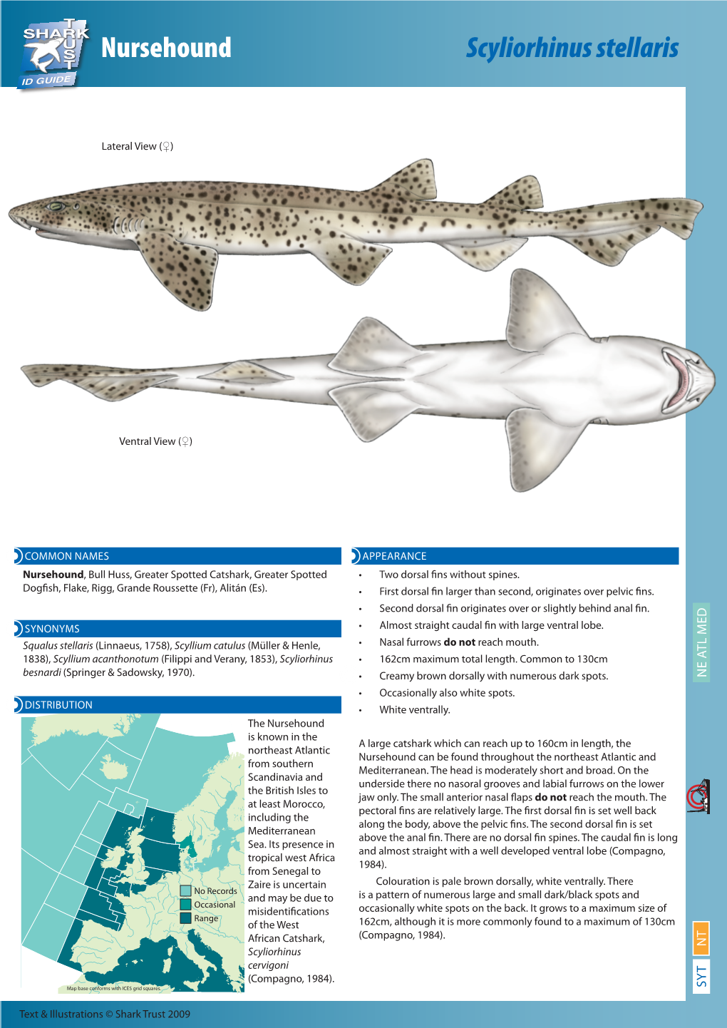 Nursehound Scyliorhinus Stellaris