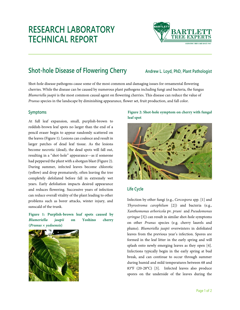 Shot-Hole Disease of Flowering Cherry Andrew L