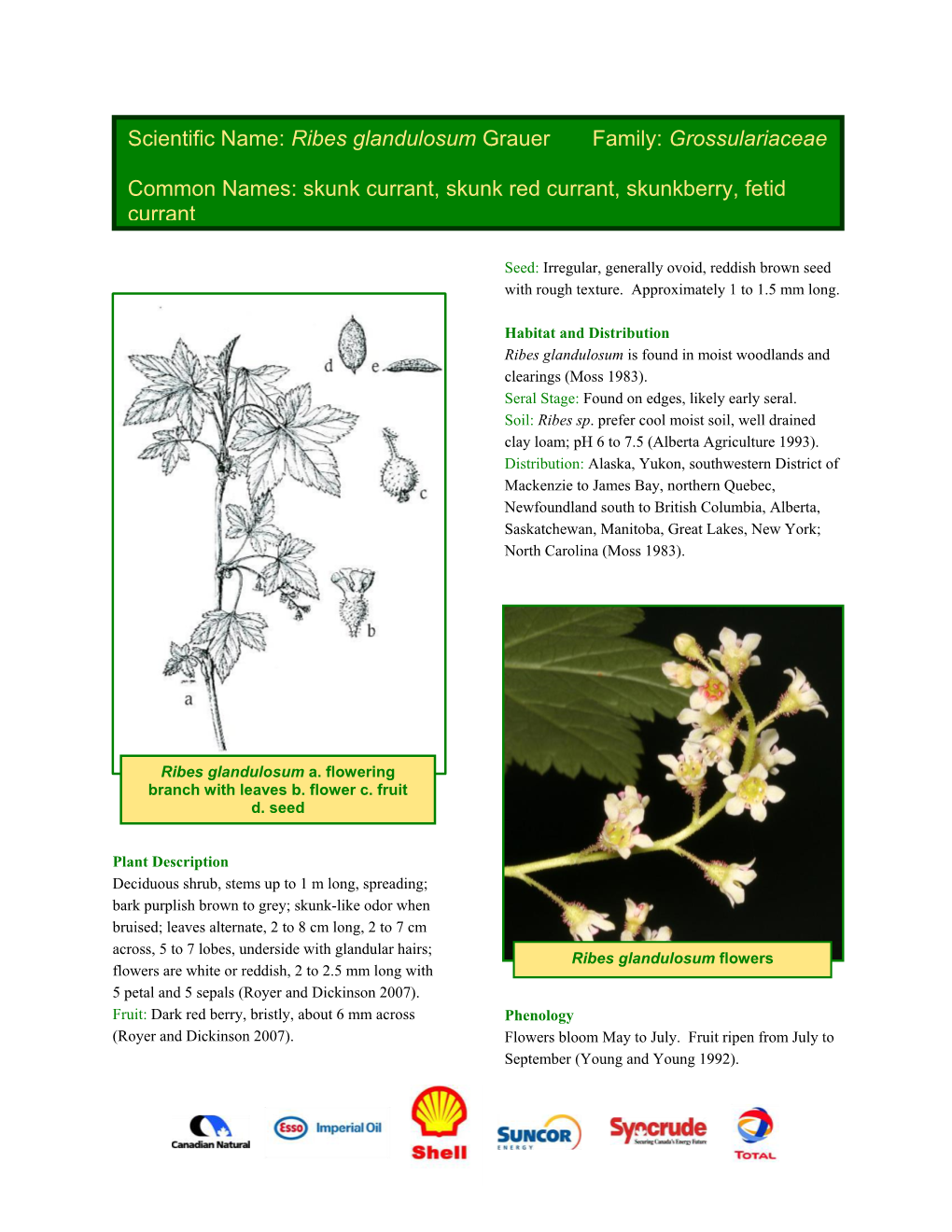 Scientific Name: Ribes Glandulosum Grauer Family: Grossulariaceae