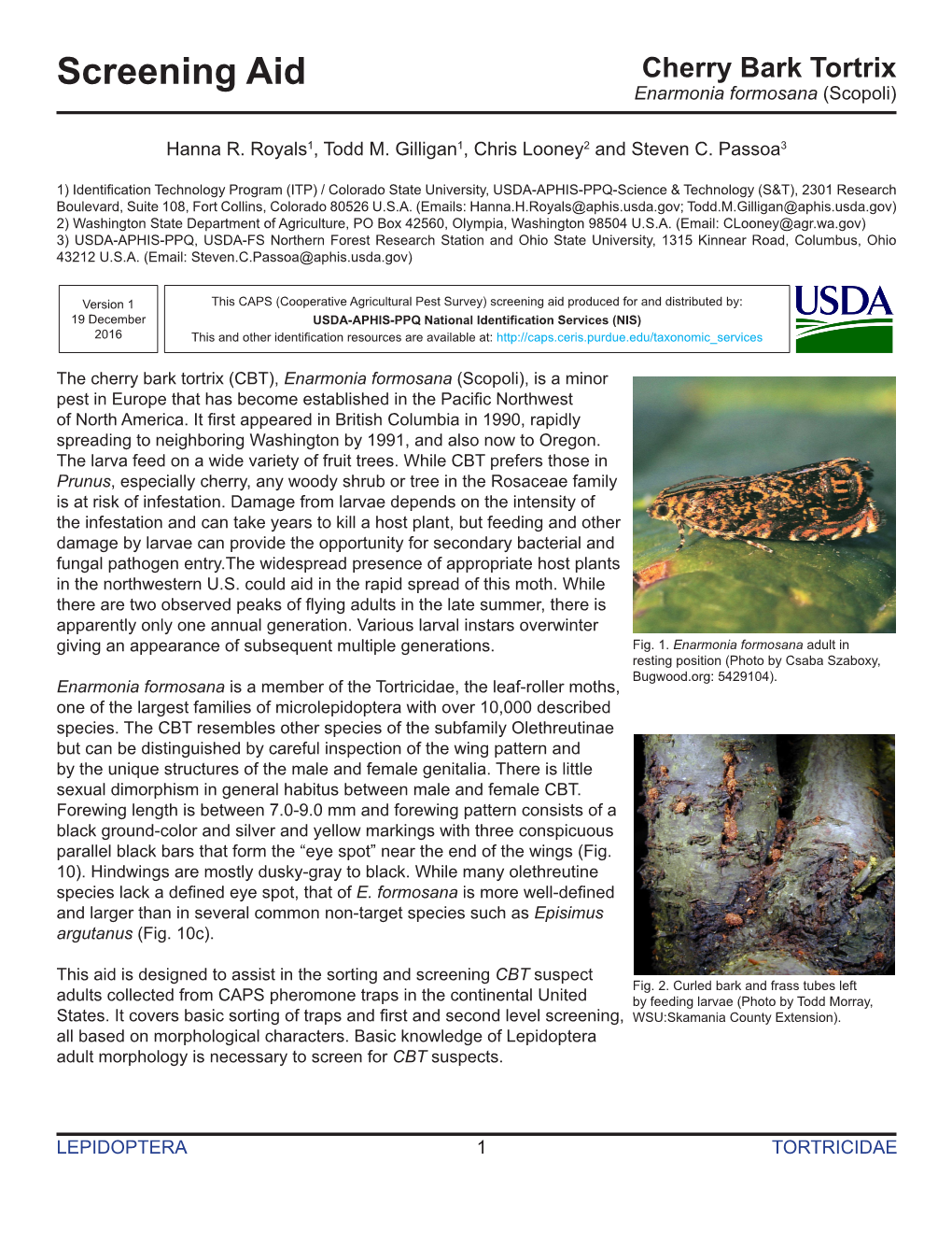 Screening Aid Cherry Bark Tortrix