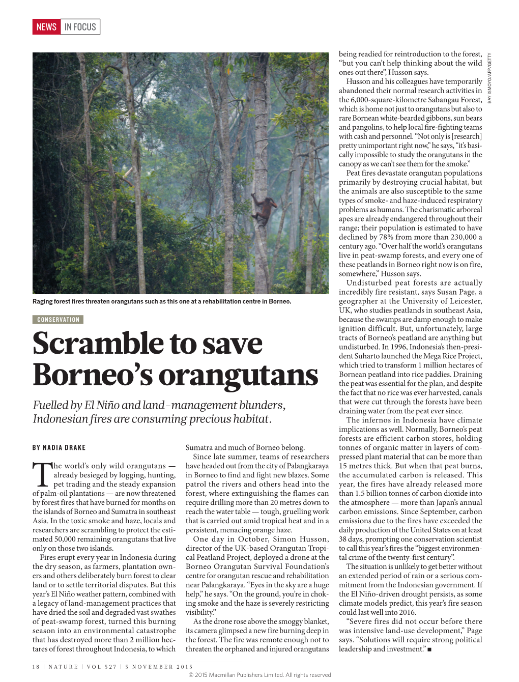 Scramble to Save Borneo's Orangutans