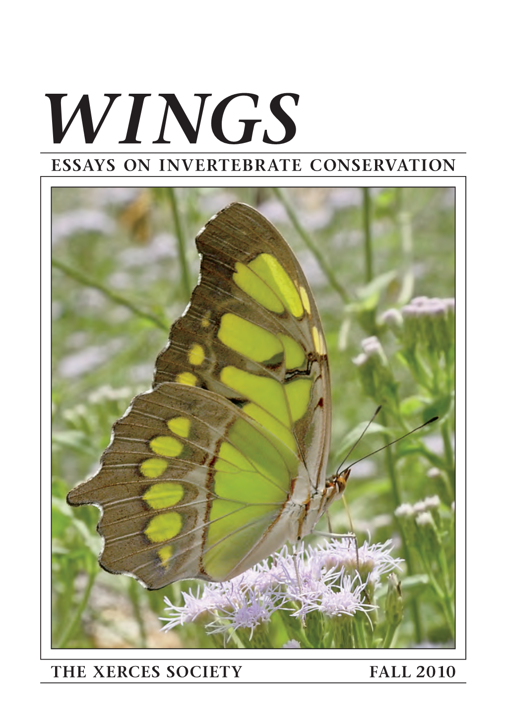 Florida Butterflies