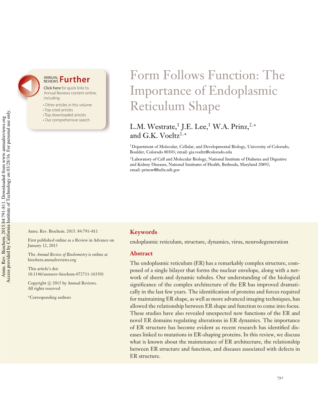 The Importance of Endoplasmic Reticulum Shape