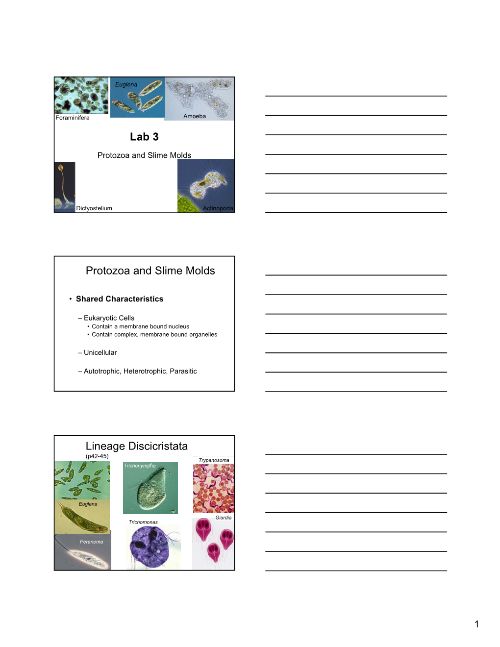 Lab 3 Protozoa and Slime Molds Lineage Discicristata