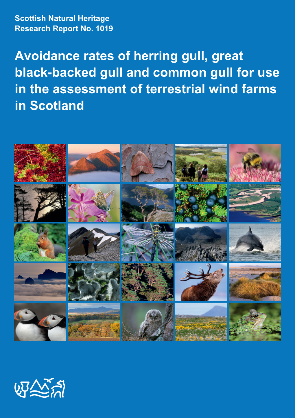 Avoidance Rates of Herring Gull, Great Black-Backed Gull and Common Gull for Use in the Assessment of Terrestrial Wind Farms in Scotland
