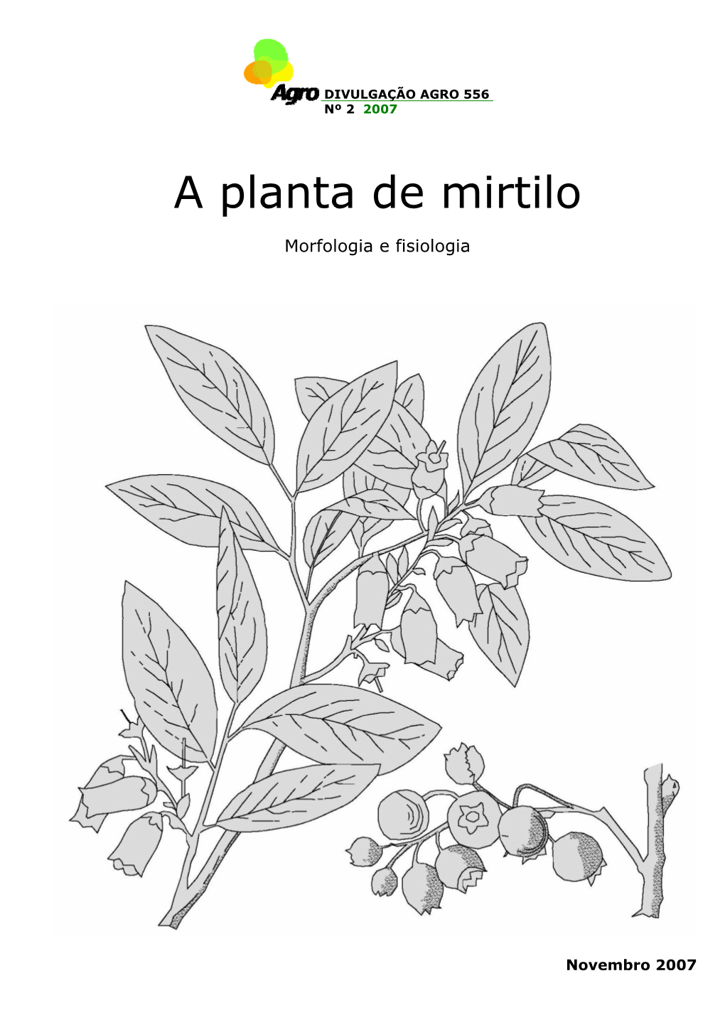 A Planta De Mirtilo