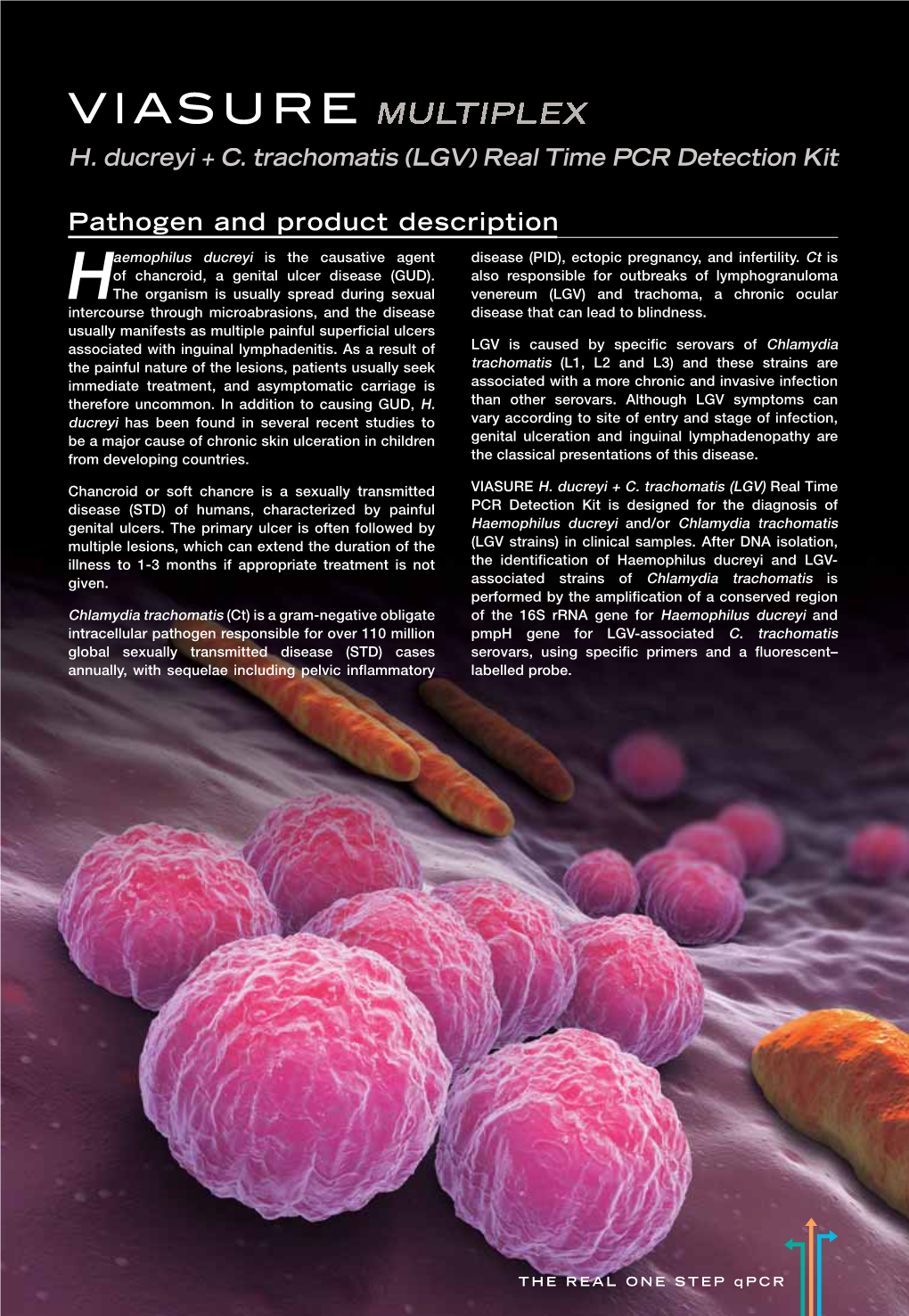 Pathogen and Product Description H. Ducreyi + C. Trachomatis (LGV)